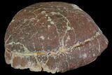 Inflated Fossil Tortoise (Stylemys) - South Dakota #113041-5